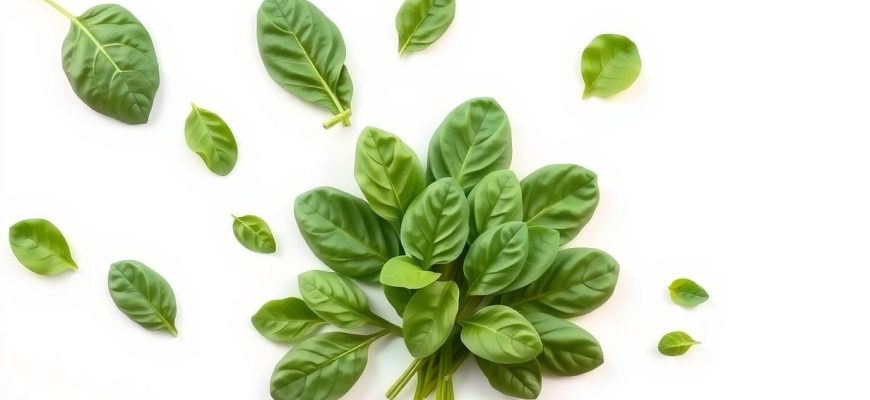 Spinaci